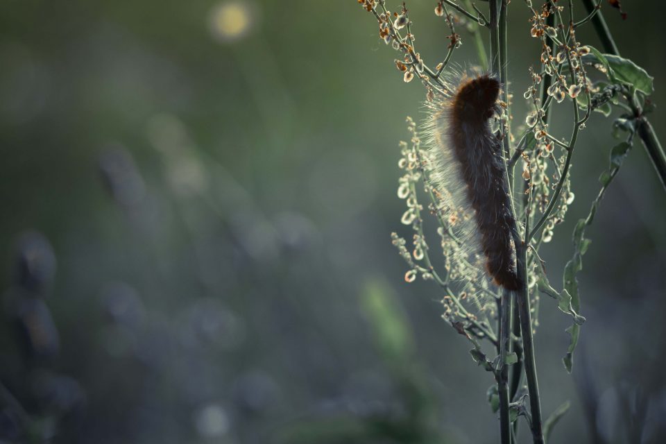 agrotartak gąsienica