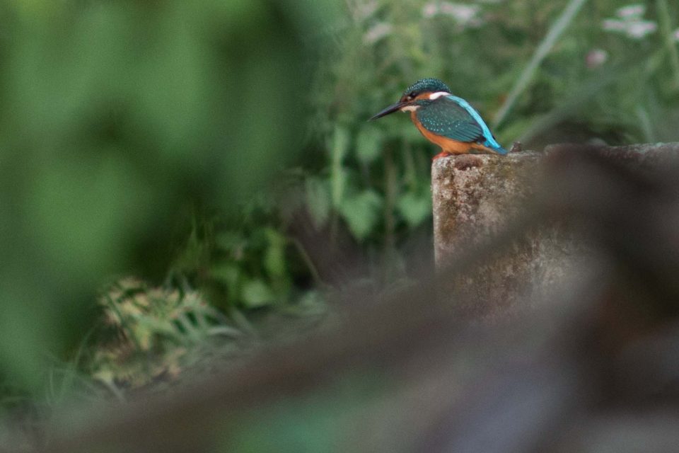 agrotartak zimorodek