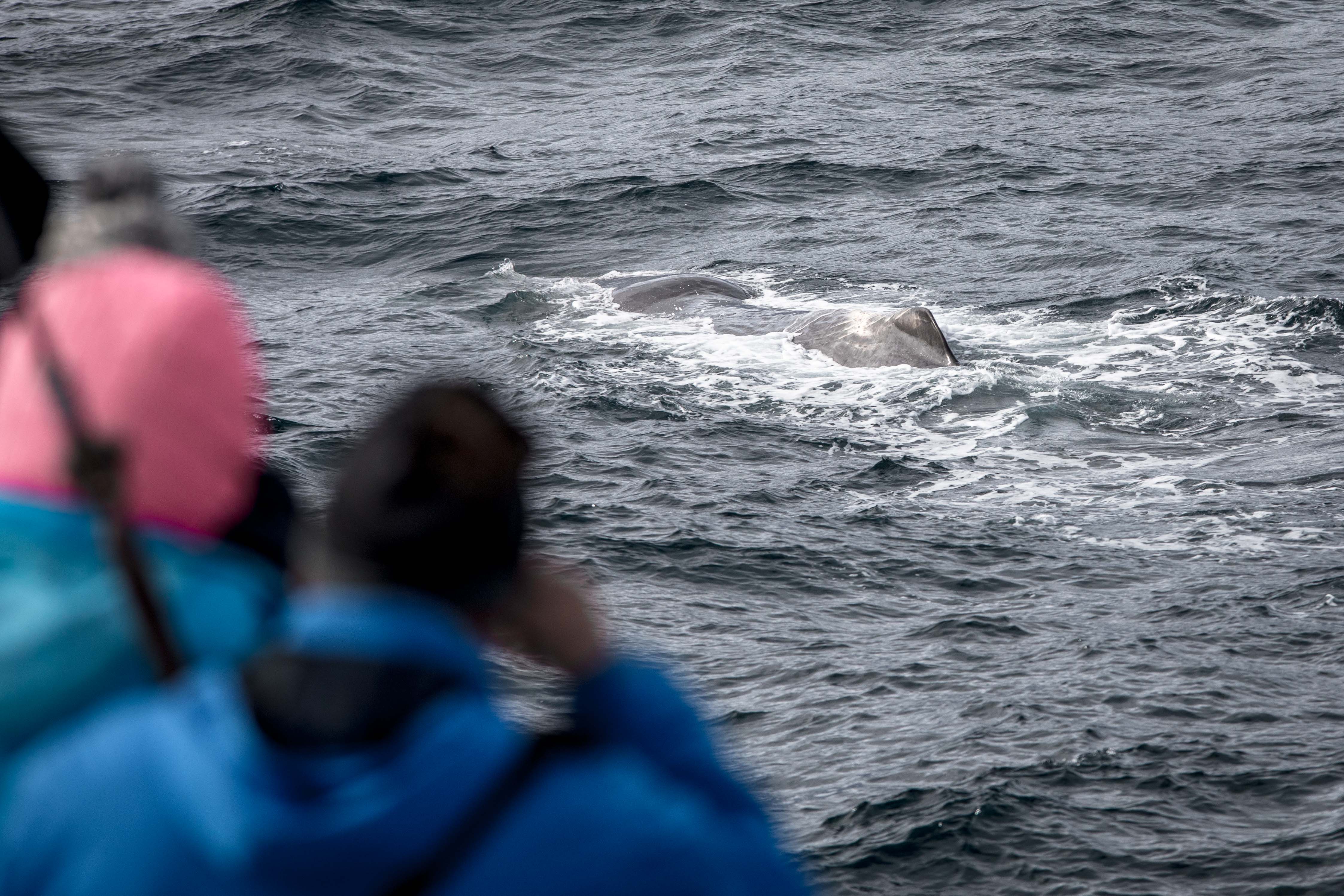 wieloryb w Norwegii
