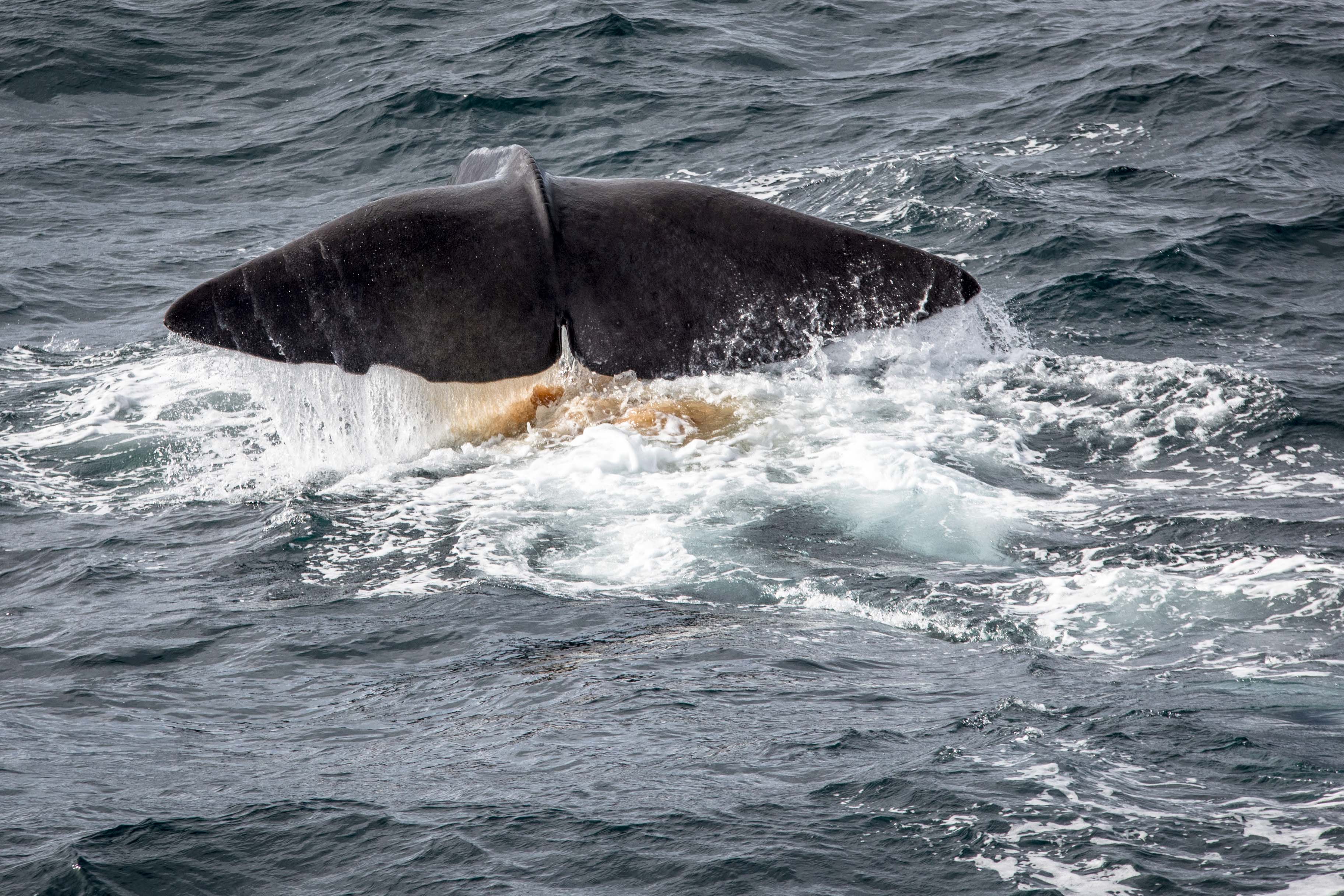 wieloryb w norwegii