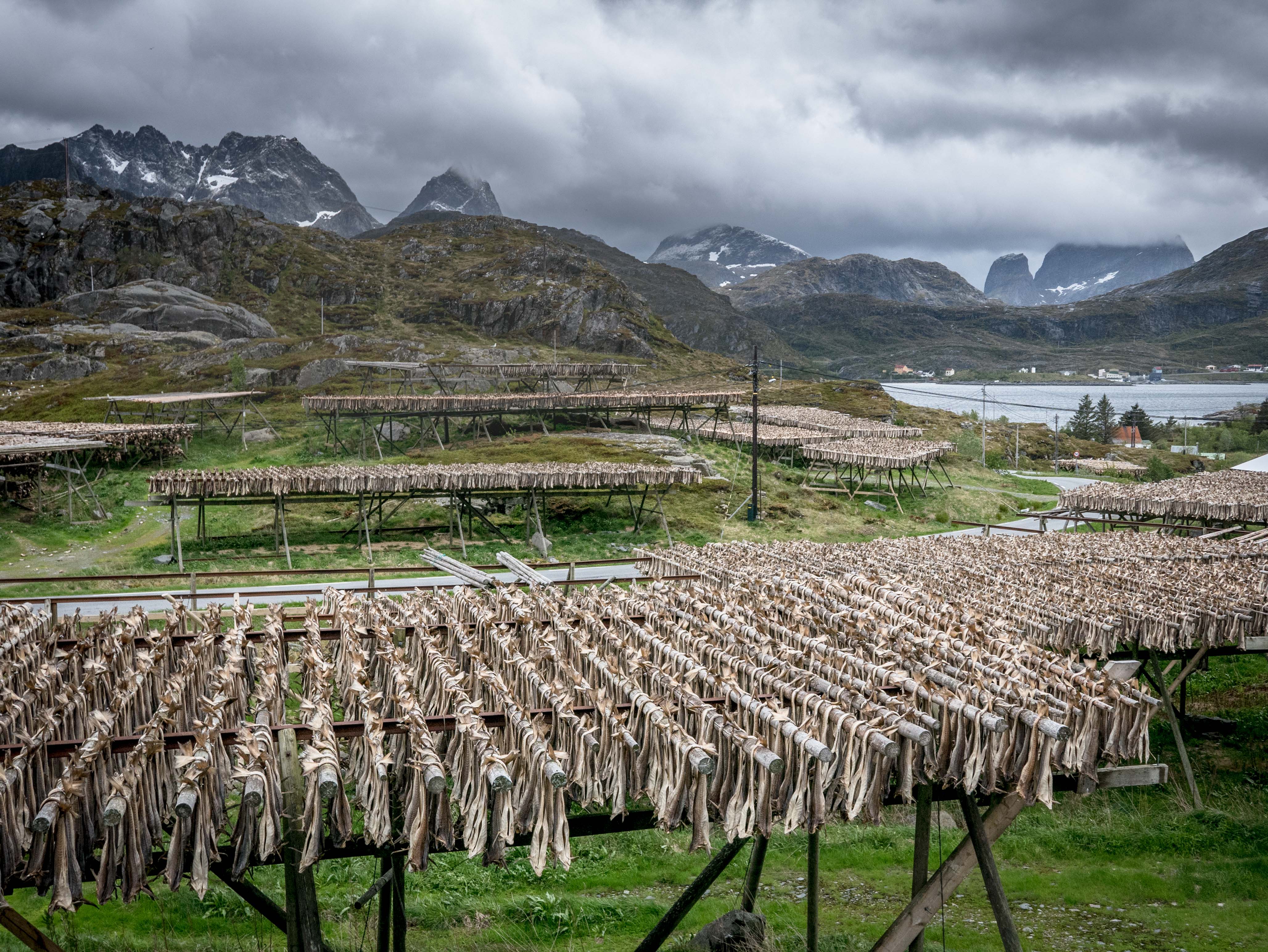 Lofoty, Norwegia, suszarnia dorszy