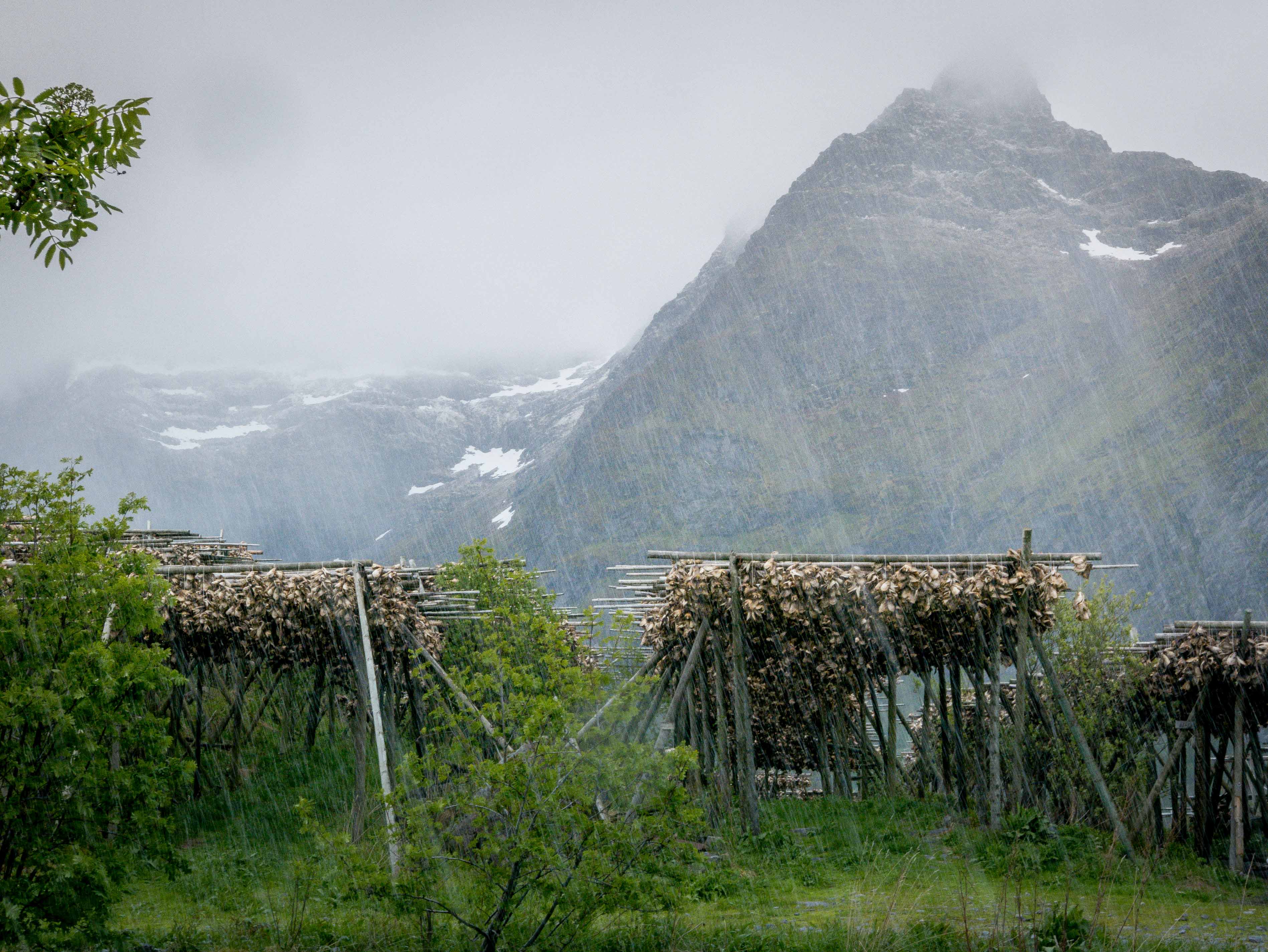 Lofoty, Norwegia, w, Norwegii, suszony dorsz