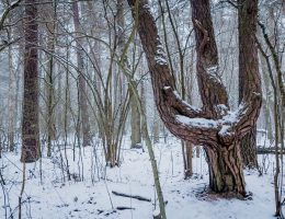 biegówki, kampinos, biegówki przełajowe