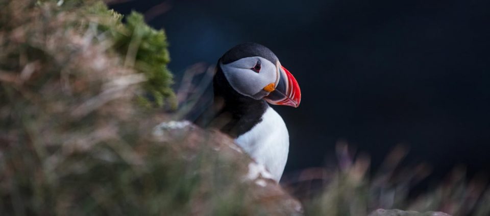 puffiny islandia