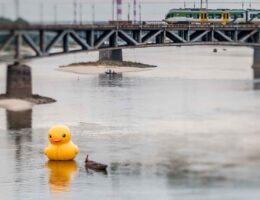 Mistrzowie planowania; dmuchana kaczka na Wiśle
