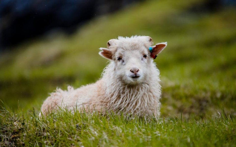 owca z Wysp Owczych