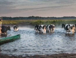 szczęśliwe krowy ruszają na drugi brzeg. Biebrza 2015