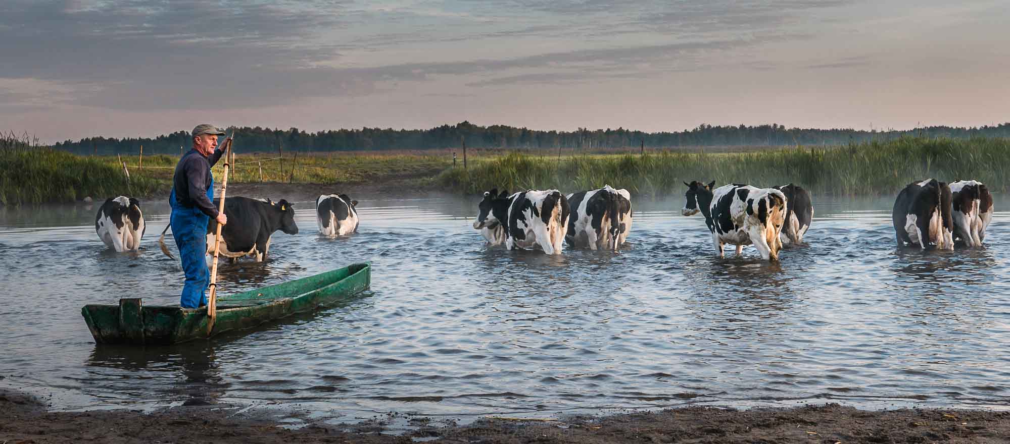 szczęśliwe krowy ruszają na drugi brzeg. Biebrza 2015